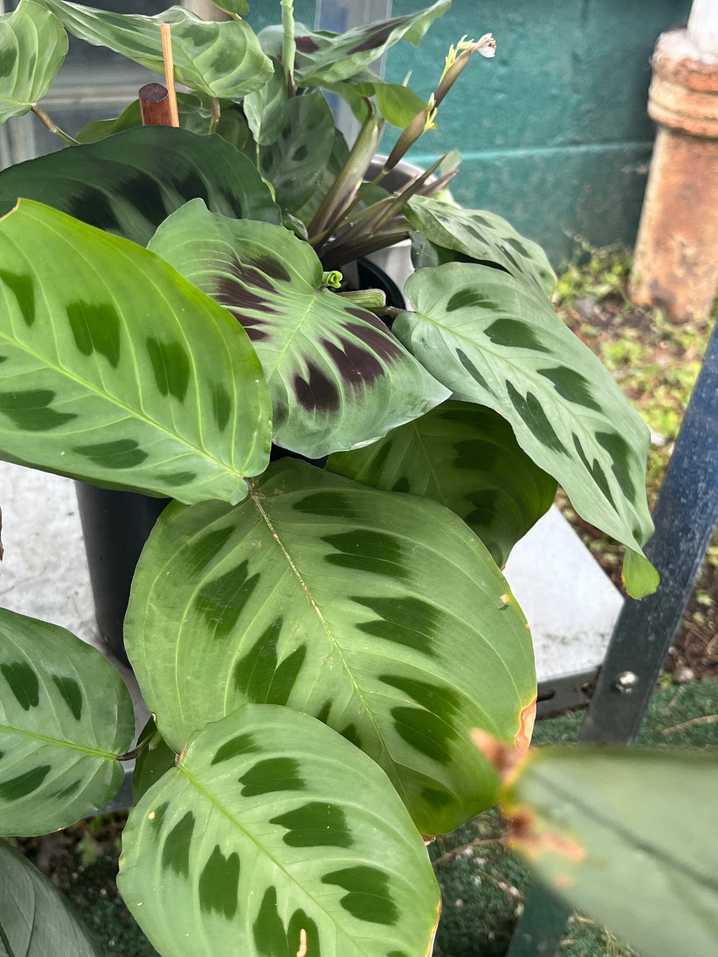 Calathea lemon lime (prayer plant) 4'