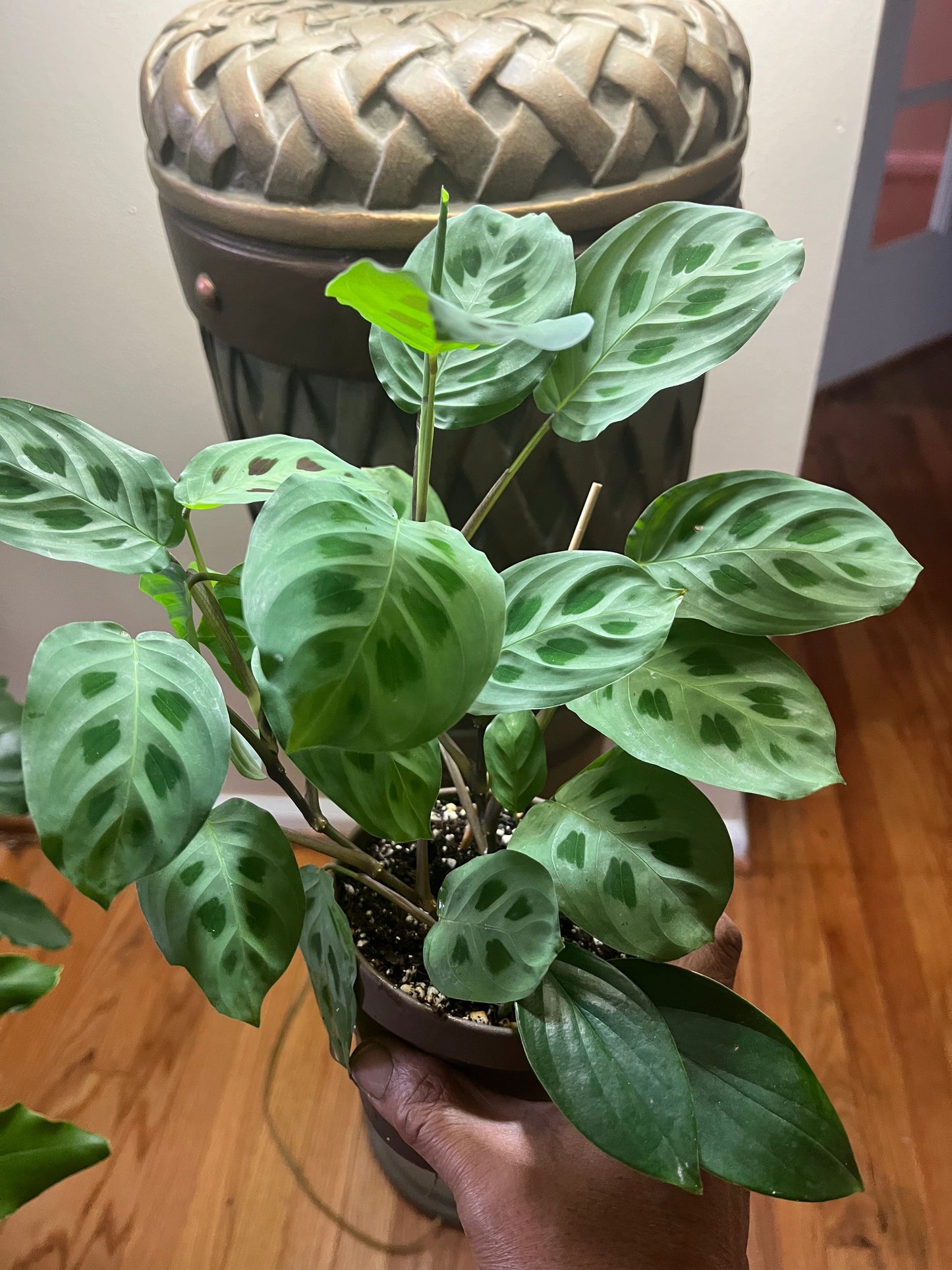 Calathea lemon lime (prayer plant) 4'